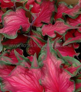 Caladium Strapleaved ‘Sizzle‘ Jumbo (100 p.Carton)