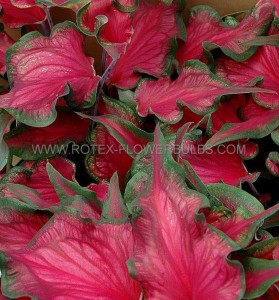 Caladium Strapleaved ‘Sizzle‘ No.1 (200 p.Carton)