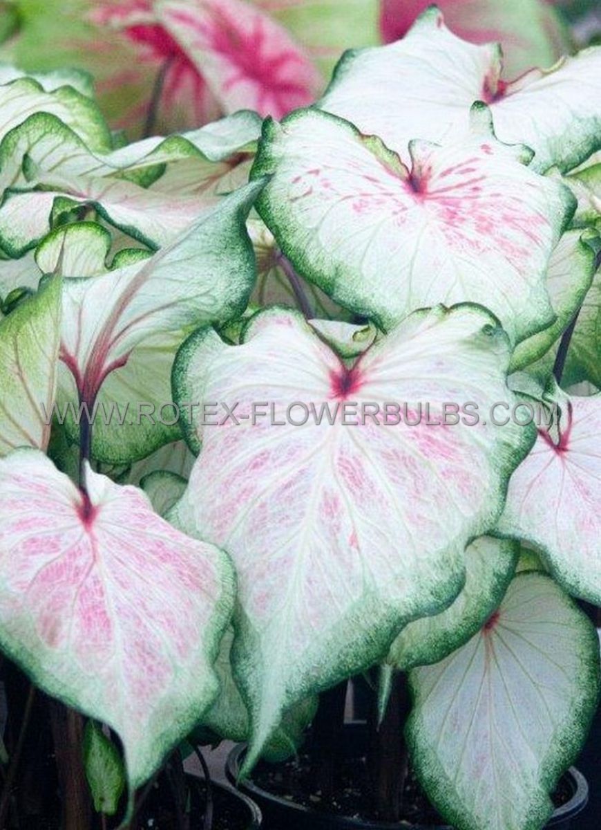 CALADIUM STRAPLEAVED ‘WHITE LIGHTNING‘ JUMBO (100 P.CARTON) Rotex