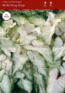 Caladium Strapleaved ‘White Wing‘ No.1 (200 p.Carton)