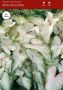 Caladium Strapleaved ‘White Wing‘ No.1 (200 p.Carton)