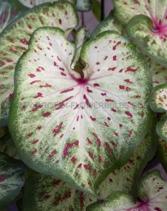 Caladium Strapleaved ‘Wonderland‘ Jumbo (100 p.Carton)