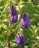 campanula bellflower hybrida kent belle i 25 pbag