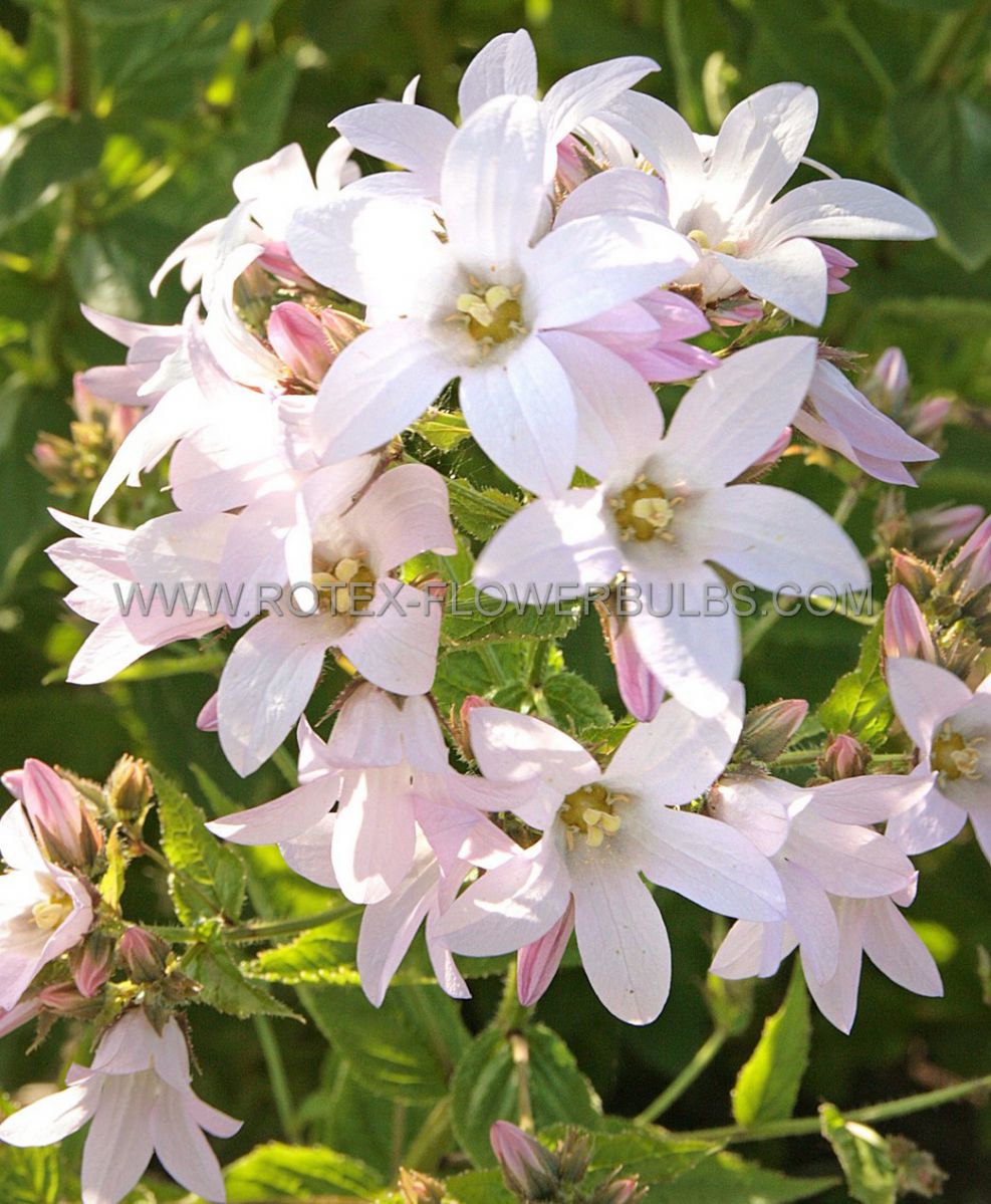 campanula bellflower lactiflora loddon anna i 25 pbag