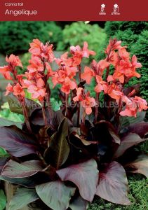 Canna ‘Angelique‘ 3-5 Eye (25 Loose p.Open Top Box)