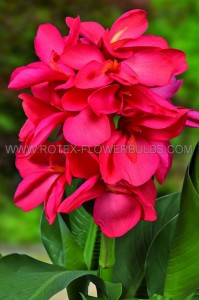 Canna Dwarf Cannasol ‘Happy Isabel‘ 3-5 Eye (15 Quality Pkgs.x 1) Canna Dwarf Cannasol ‘Happy Isabel‘ 3-5 Eye (15 Quality Pkgs.x 1)