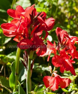 CANNA ‘RED DAZZLER‘ 3-5 EYE (25 P.OPEN TOP BOX)