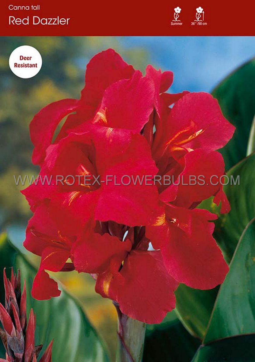 canna red dazzler 35 eye 25 popen top box