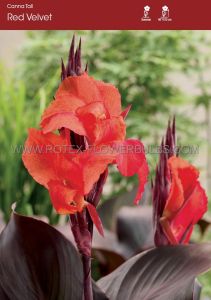 Canna ‘Red Velvet‘ 3-5 Eye (25 Loose p.Open Top Box)