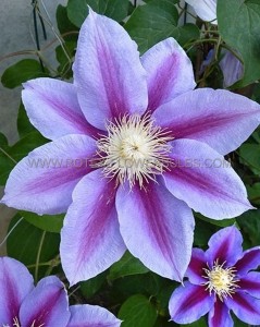 Clematis ‘Barbara Jackman‘ No.1 - CL290 (5 p.Bag)