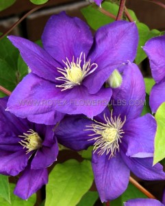 Clematis Hybrid ‘Jackmanii‘ I (1000 p.Carton) Clematis Hybrid ‘Jackmanii‘ I (1000 p.Carton)