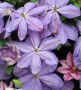 Clematis Hybrid ‘Mrs. Cholmondeley‘ I (25 p.Bag) Clematis Hybrid ‘Mrs. Cholmondeley‘ I (25 p.Bag)