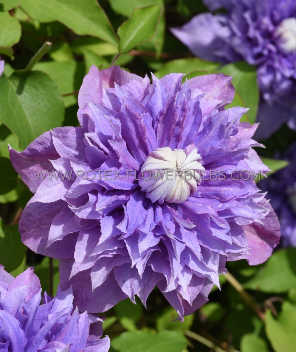 Clematis Hybrid ‘Multi Blue‘ I (1000 p.Carton)