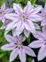Clematis Hybrid Nelly Moser I 1000 p.Carton