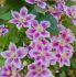 Clematis Hybrid Piilu I 25 p.Bag