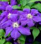 Clematis Hybrid ‘Rasputin‘ I (25 p.Bag) Clematis Hybrid ‘Rasputin‘ I (25 p.Bag)