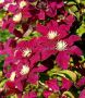 Clematis Hybrid ‘Rouge Cardinal‘ I (25 p.Bag) Clematis Hybrid ‘Rouge Cardinal‘ I (25 p.Bag)