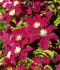 Clematis Hybrid Rouge Cardinal I 1000 p.Carton