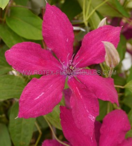 Clematis Hybrid ‘Rüütel‘ I (1000 p.Carton) Clematis Hybrid ‘Rüütel‘ I (1000 p.Carton)