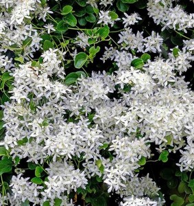 CLEMATIS MAXIMOWIAZIANA ‘PANICULATA‘ (SWEET AUTUMN) NO.1 - CL105 (5 P.VARIETY)