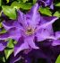 clematis the president no1 cl227 5 pvariety