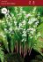 convallaria lily of the valley i 100 popen top box