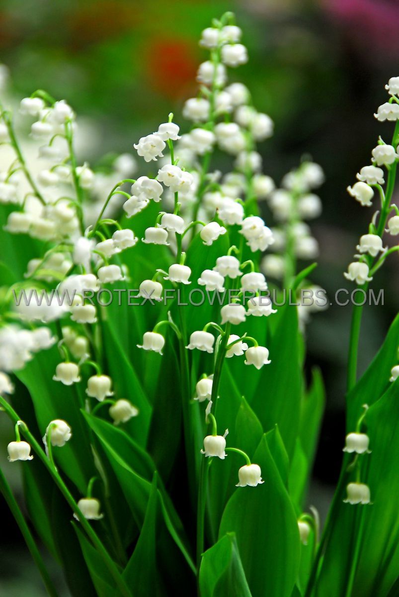 convallaria lily of the valley majalis forcing pips i 25 pbag
