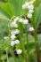 convallaria lily of the valley majalis hardwick hall plant pips i 25 pbag