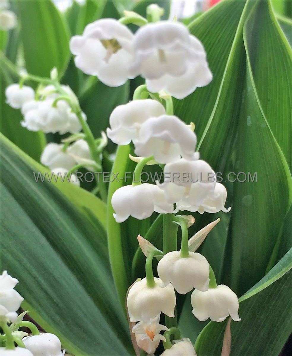 convallaria lily of the valley majalis plant pips i 25 pbag