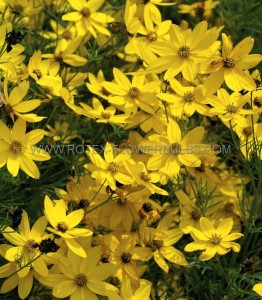 Coreopsis (Tickseed) Verticillata ‘Zagreb‘ I (25 p.Bag) Coreopsis (Tickseed) Verticillata ‘Zagreb‘ I (25 p.Bag)