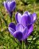 Crocus Aqua 910 cm. 15 Quality Pkgs.x 10