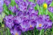 Crocus Aqua 910 cm. 15 Quality Pkgs.x 10