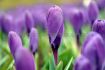 Crocus Aqua 910 cm. 15 Quality Pkgs.x 10