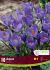 Crocus Aqua 910 cm. 15 Quality Pkgs.x 10