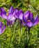 Crocus Botanical Barrs Purple 56 cm. 15 Quality Pkgs.x 20