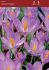 Crocus Botanical Barrs Purple 56 cm. 15 Quality Pkgs.x 20