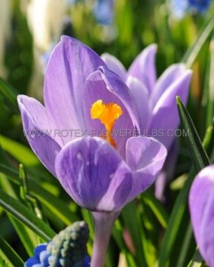 Crocus Botanical ‘Barr‘s Purple‘ 5/6 cm. (250 Loose p.Binbox) Crocus Botanical ‘Barr‘s Purple‘ 5/6 cm. (250 Loose p.Binbox)