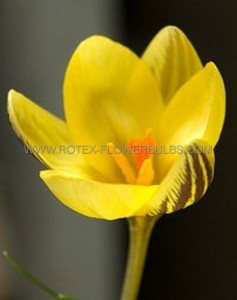 Crocus Botanical ‘Early Gold‘ 5/6 cm. (15 Quality Pkgs.x 20)