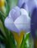 Crocus Botanical Firefly 56 cm. 250 Loose p.Binbox