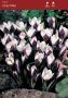 Crocus Botanical ‘Ladykiller‘ 5/6 cm. (15 Quality Pkgs.x 10) Crocus Botanical ‘Ladykiller‘ 5/6 cm. (15 Quality Pkgs.x 10)