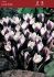 Crocus Botanical Ladykiller 56 cm. 15 Quality Pkgs.x 10