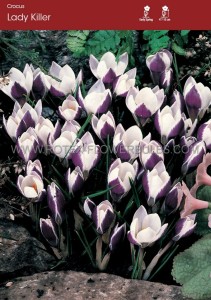 Crocus Botanical ‘Ladykiller‘ 5/6 cm. (250 Loose p.Binbox)