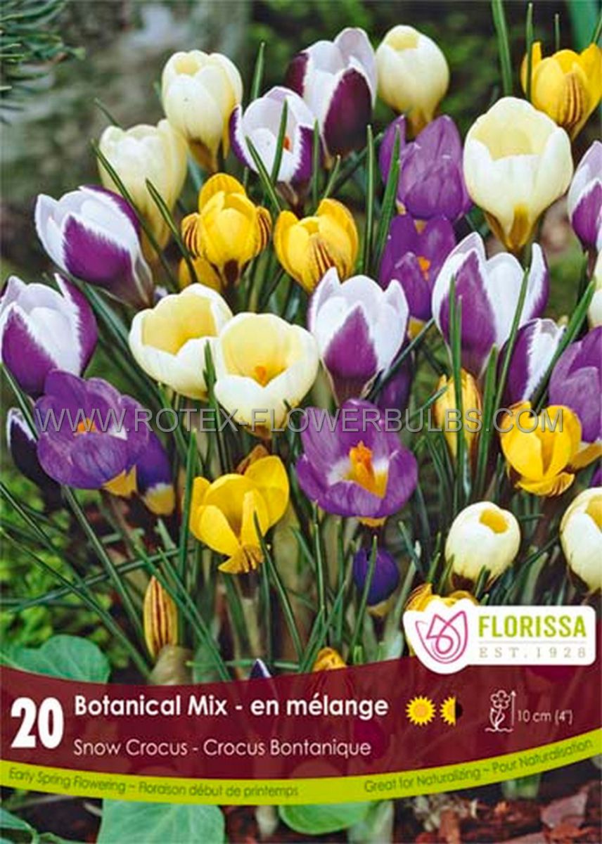 crocus botanical mix 56 cm 15 pkgsx 20