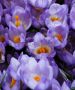 Crocus Botanical ‘Tricolor‘ 5/6 cm. (15 Quality Pkgs.x 20) Crocus Botanical ‘Tricolor‘ 5/6 cm. (15 Quality Pkgs.x 20)
