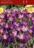 crocus botanical whitewell purple 56 cm 15 pkgsx 20