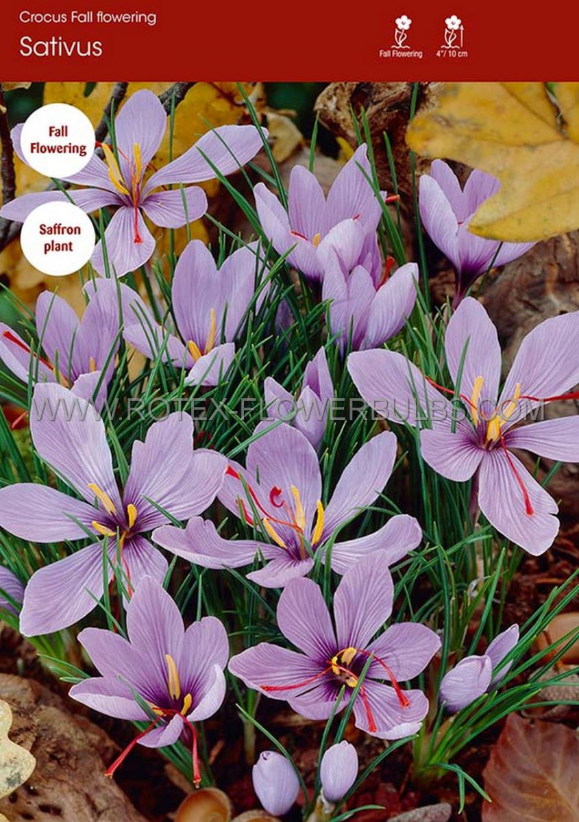 crocus fall flowering sativus 89 cm 100 pbinbox