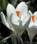 Crocus ‘Snowstorm‘ 9/10 cm. (15 Quality Pkgs.x 10)