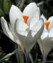 Crocus ‘Snowstorm‘ 9/10 cm. (250 Loose p.Binbox)