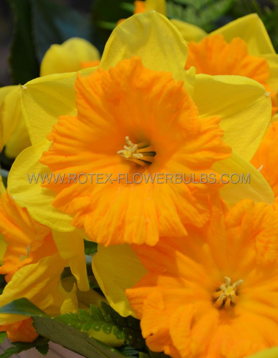 daffodil narcissus trumpet bright jewel 1214 10 pkgsx 5