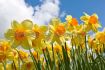 daffodil narcissus trumpet bright jewel 1416 50 pbinbox